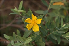 Hypericum gaitii
